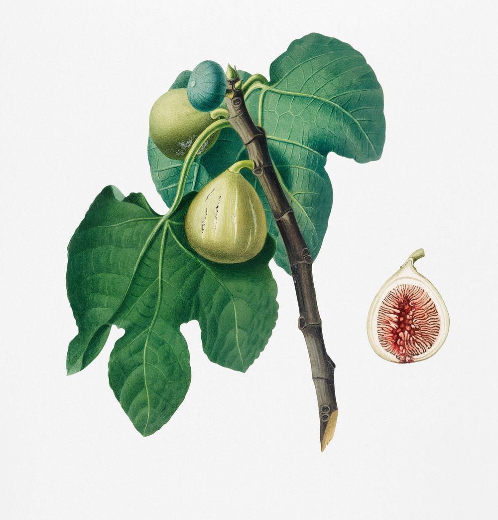 Fig (Fico Troiano) from Pomona Italiana (1817 - 1839) by Giorgio Gallesio (1772-1839). Original from New York public…