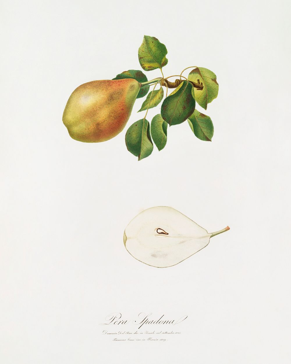 Pear (Pyrus Spaddonia) from Pomona Italiana (1817 - 1839) by Giorgio Gallesio (1772-1839). Original from The New York Public…