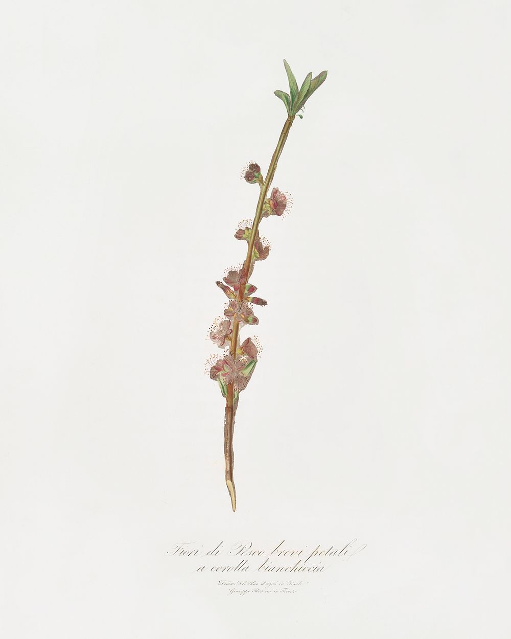 Peach flower (Prunus persica) from Pomona Italiana (1817 - 1839) by Giorgio Gallesio (1772-1839). Original from The New York…