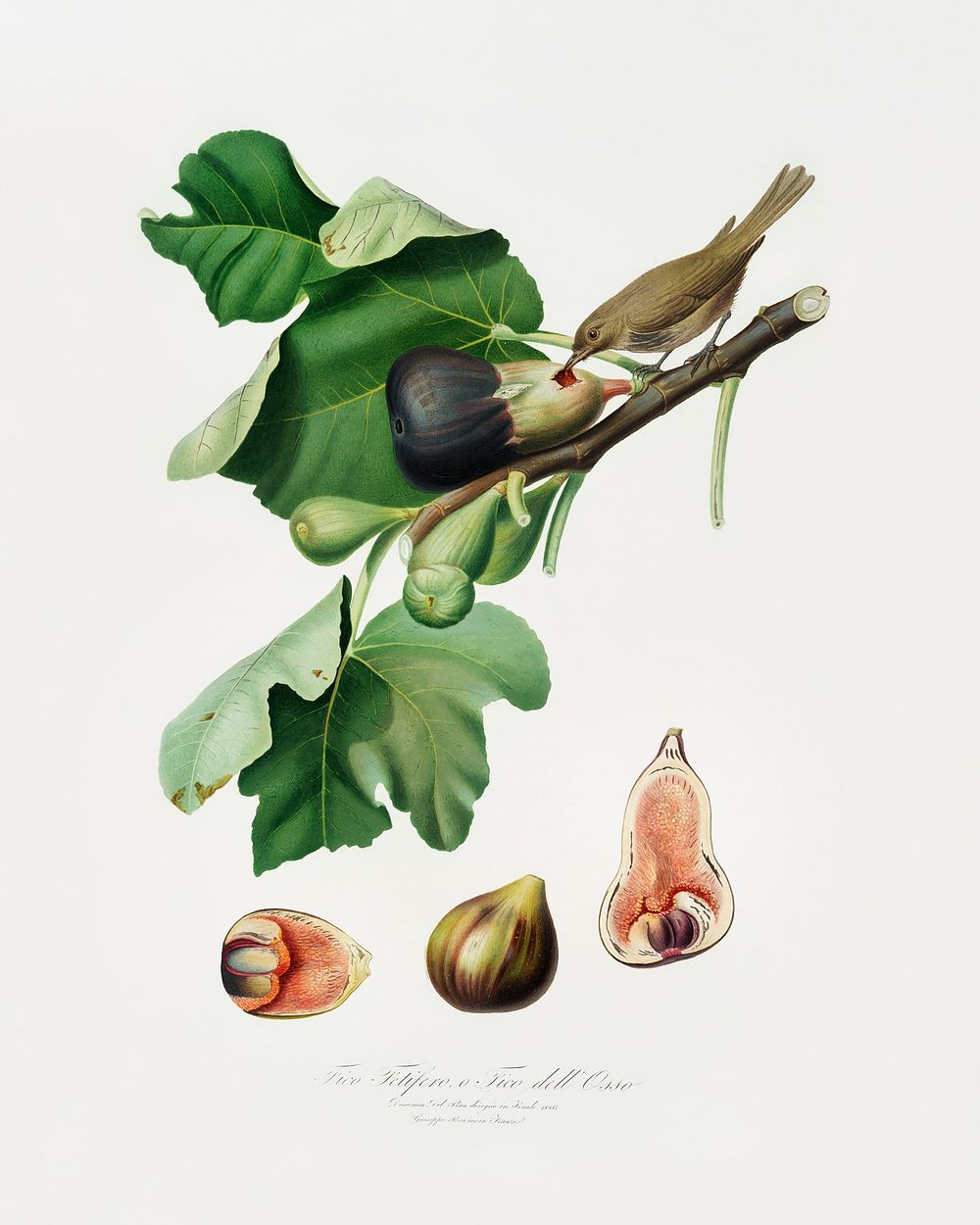 Fig (Ficus carica sativa) from Pomona Italiana (1817 - 1839) by Giorgio Gallesio (1772-1839). Original from The New York…