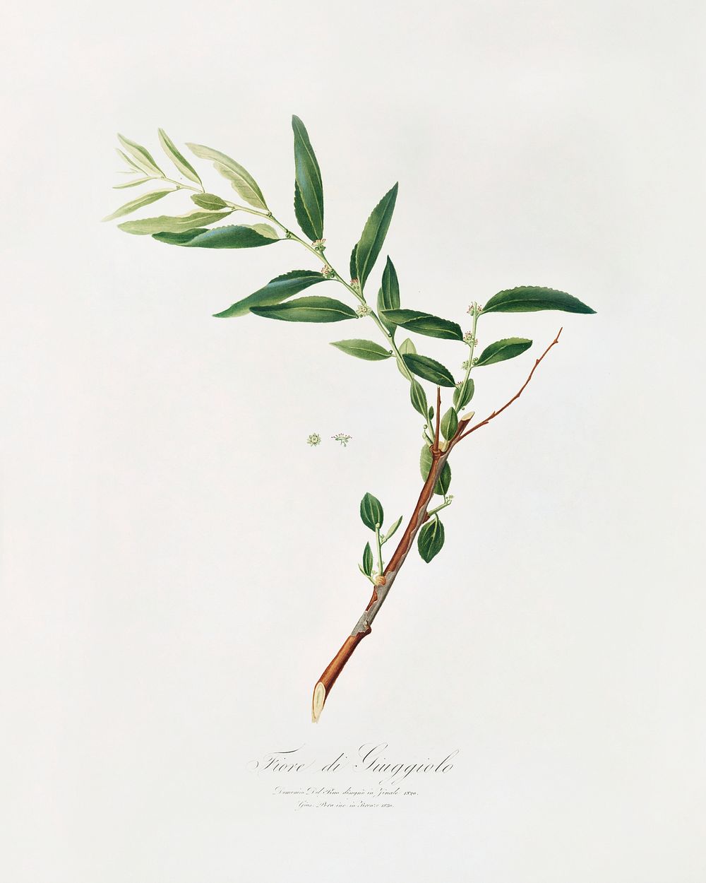 Jujube (Fiorazione del Giuggiolo) from Pomona Italiana (1817 - 1839) by Giorgio Gallesio (1772-1839). Original from The New…