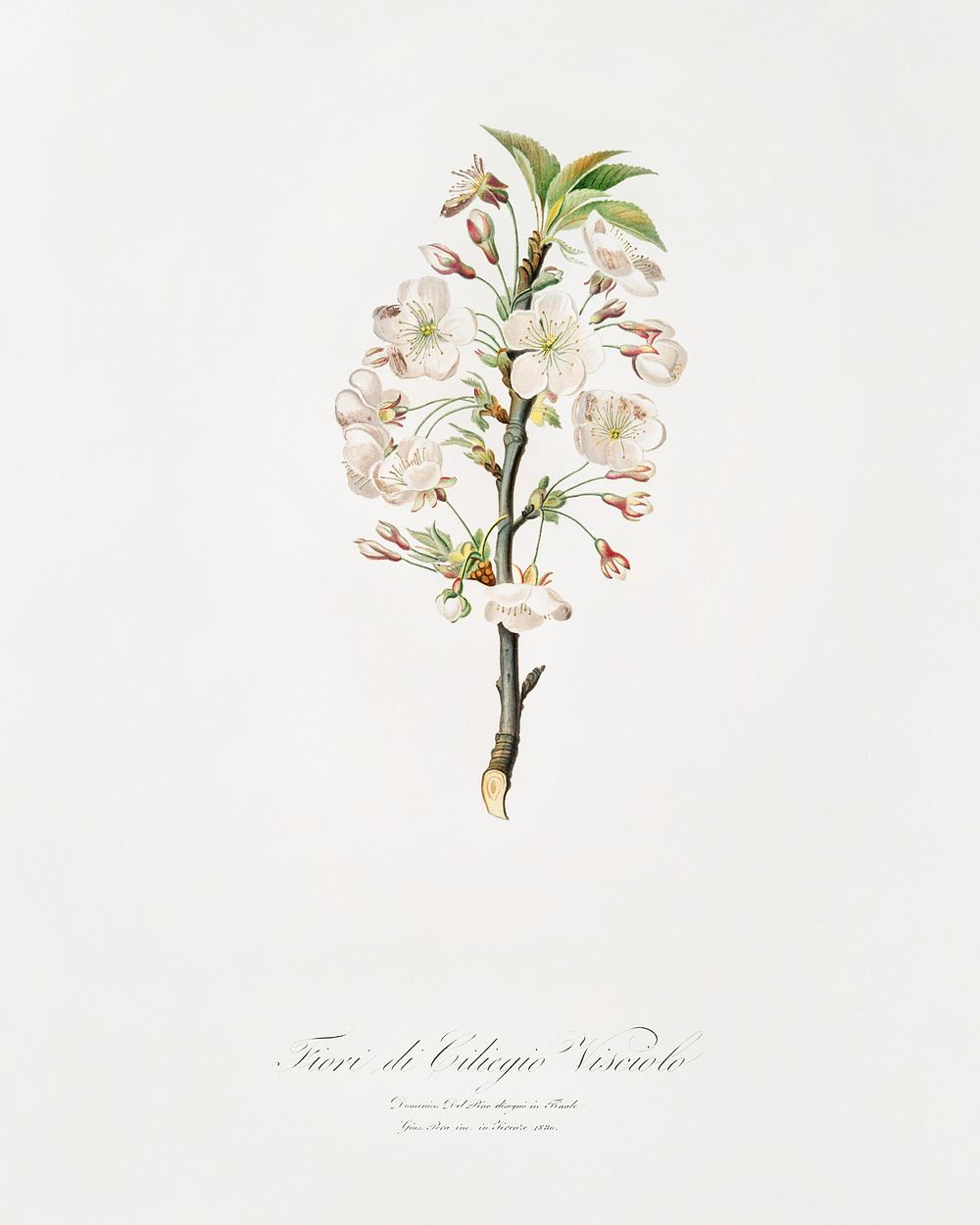 Pear tree flowers (Pyrus calleryana) from Pomona Italiana (1817 - 1839) by Giorgio Gallesio (1772-1839). Original from The…
