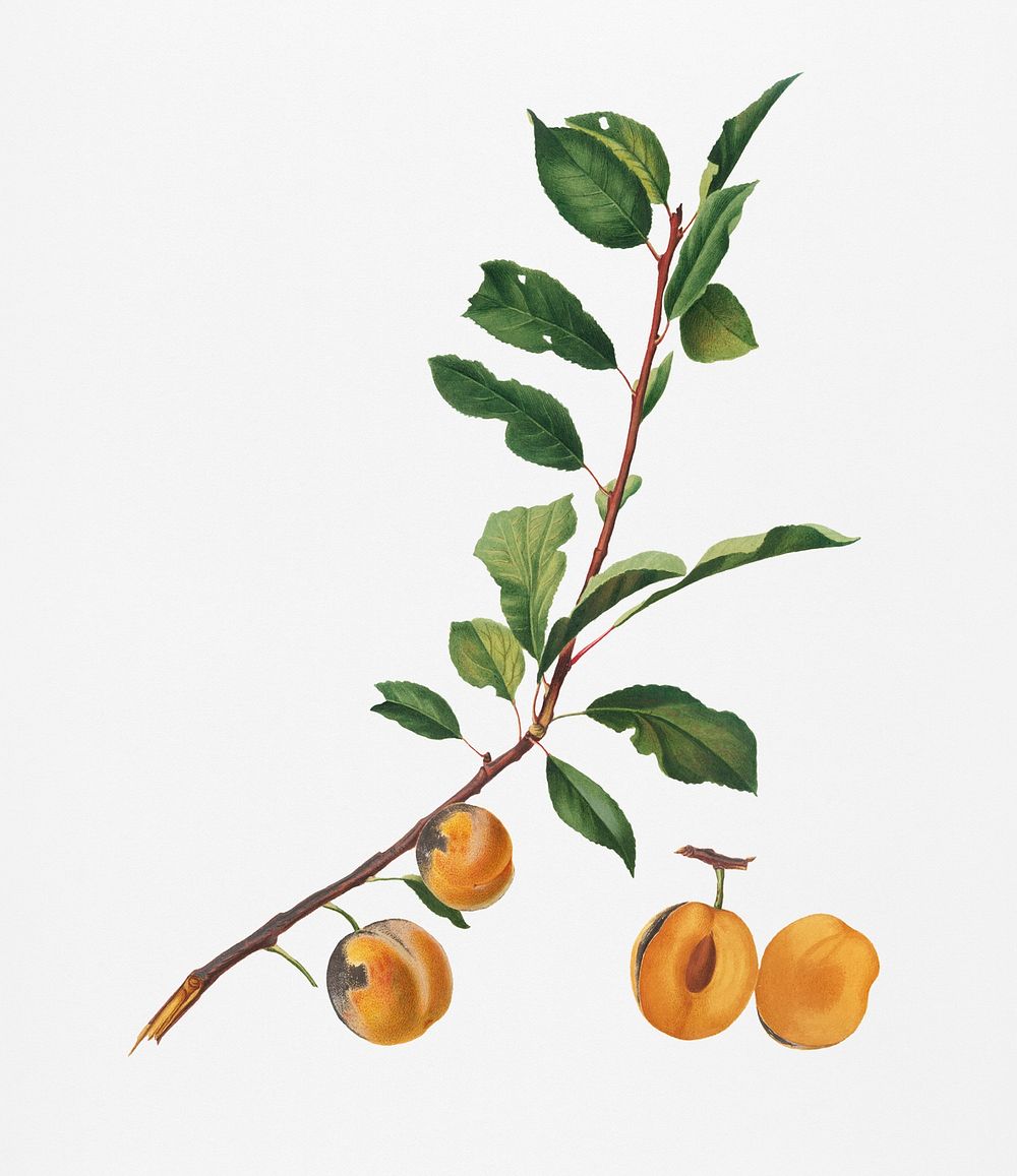 Apricot (Prunus Sanctae Catherinae) from Pomona Italiana (1817 - 1839) by Giorgio Gallesio (1772-1839). Original from New…