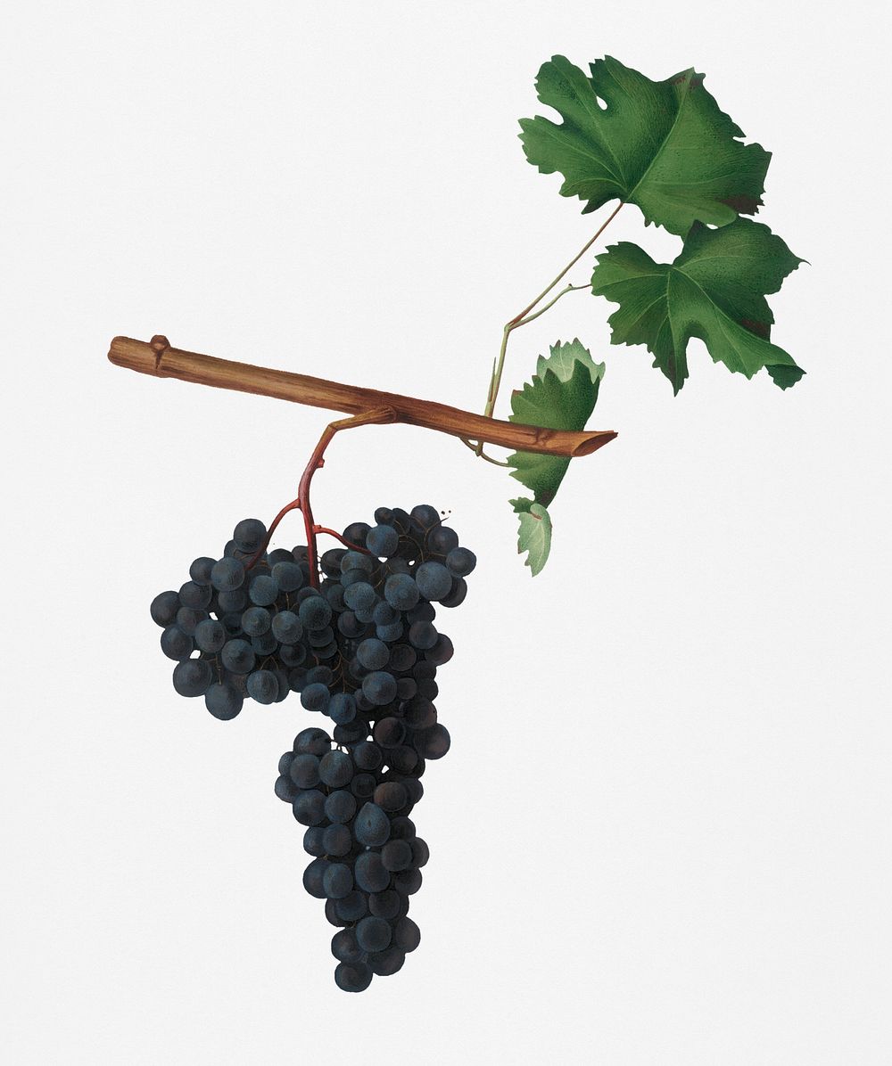 Dolcetto grapes (Vitis vinifera) from Pomona Italiana (1817 - 1839) by Giorgio Gallesio (1772-1839). Original from New York…