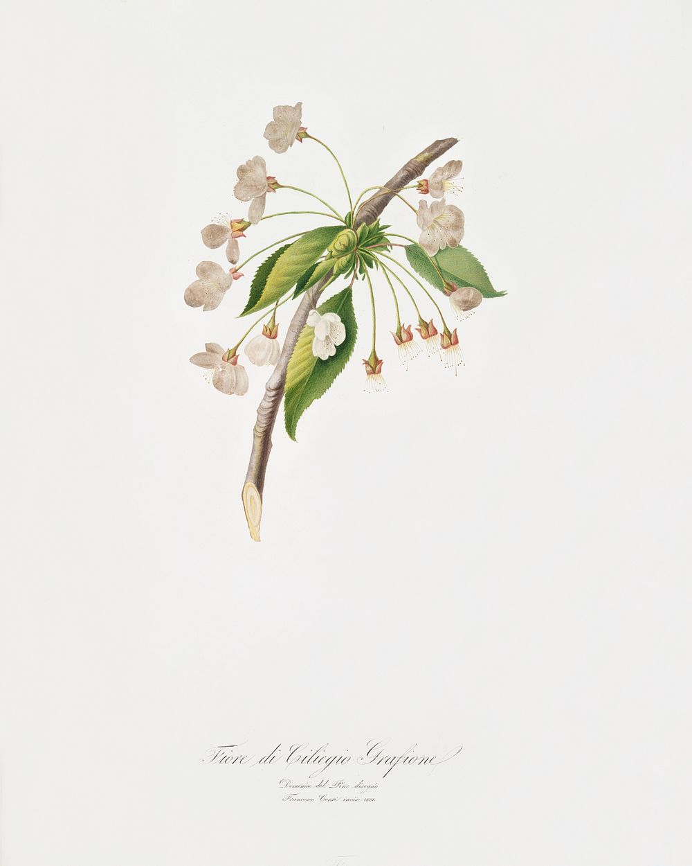 Cherry plum flower (Mirabolano) from Pomona Italiana (1817 - 1839) by Giorgio Gallesio (1772-1839). Original from The New…