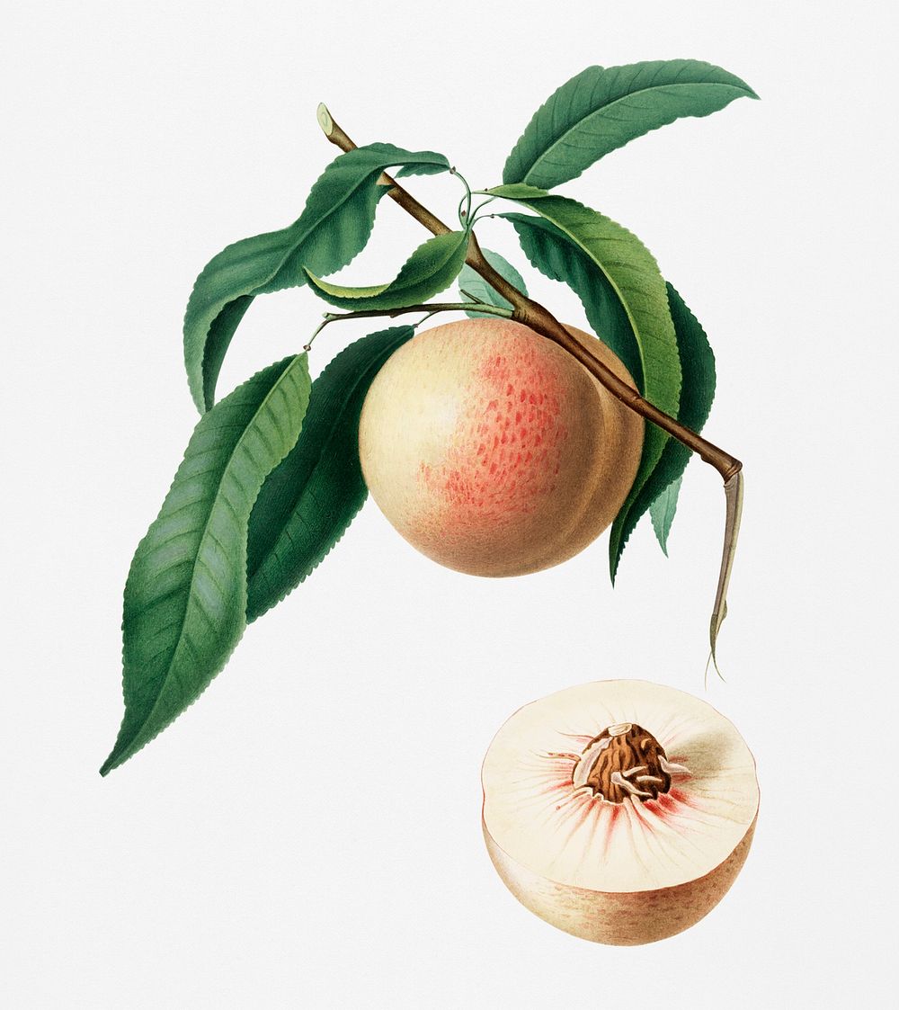 Peach (Persica julodermis) from Pomona Italiana (1817 - 1839) by Giorgio Gallesio (1772-1839). Original from New York public…