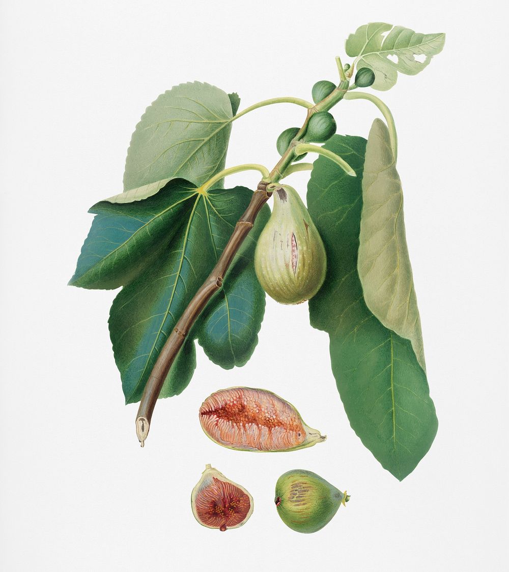 Monaco Fig (Fico della Lunigiana) from Pomona Italiana (1817 - 1839) by Giorgio Gallesio (1772-1839). Original from New York…