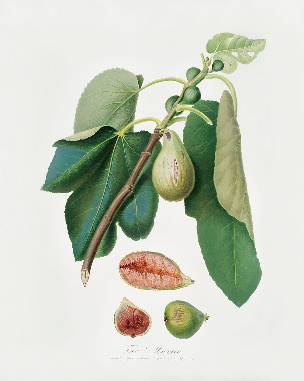 Monaco Fig (Fico della Lunigiana) from Pomona Italiana (1817 - 1839) by Giorgio Gallesio (1772-1839). Original from The New…