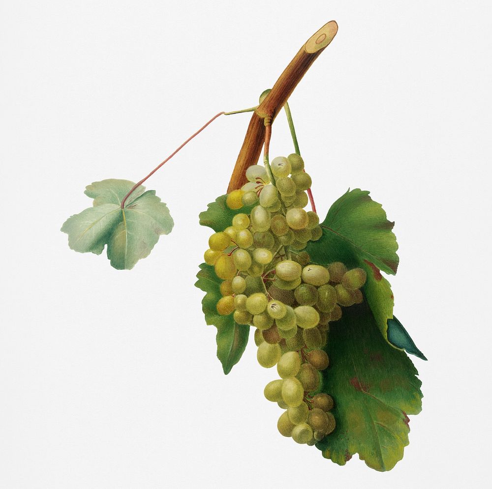 Grape vine (Vitis vinifera Niciensis) from Pomona Italiana (1817 - 1839) by Giorgio Gallesio (1772-1839). Original from New…