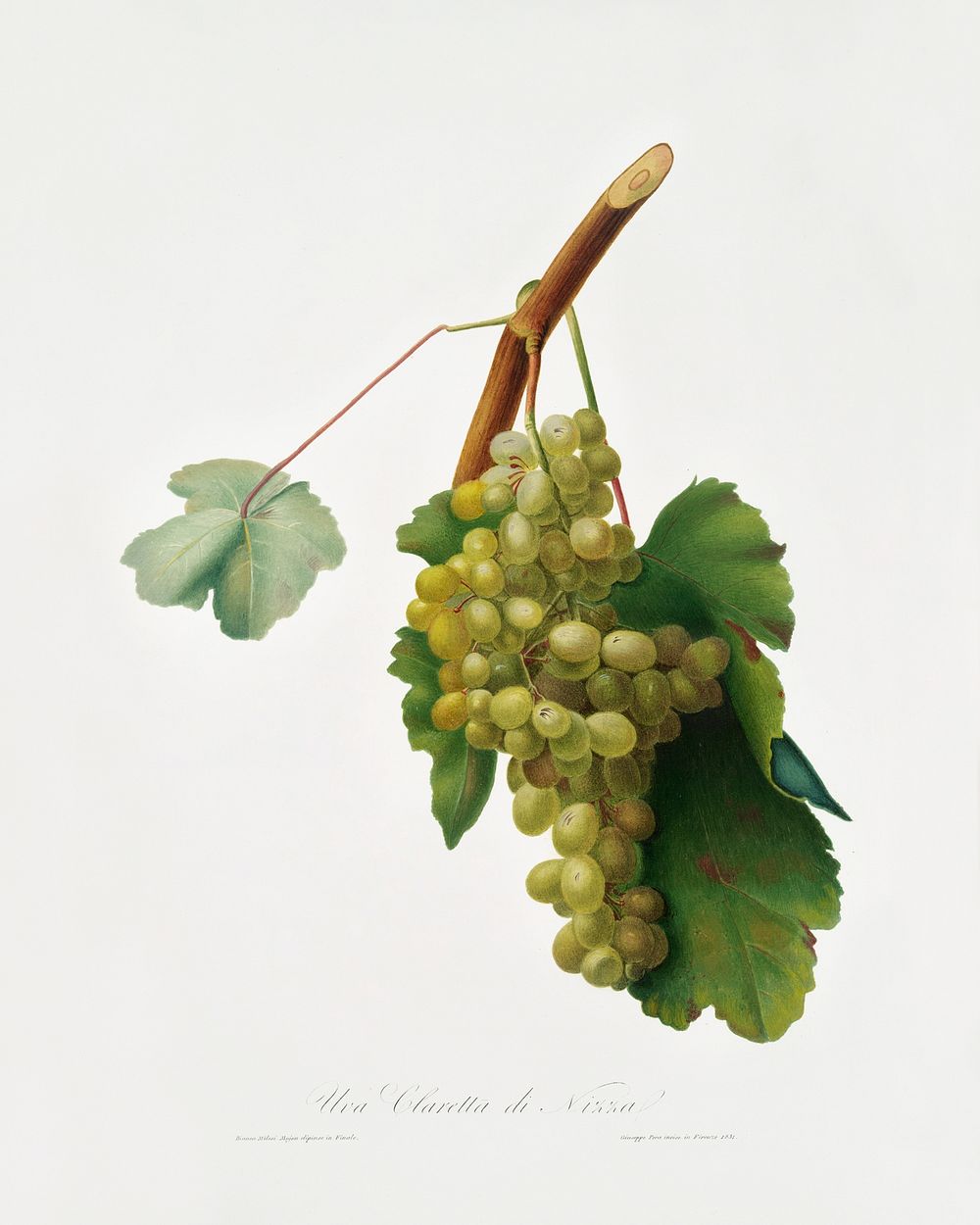 Grape vine (Vitis vinifera Niciensis) from Pomona Italiana (1817 - 1839) by Giorgio Gallesio (1772-1839). Original from The…
