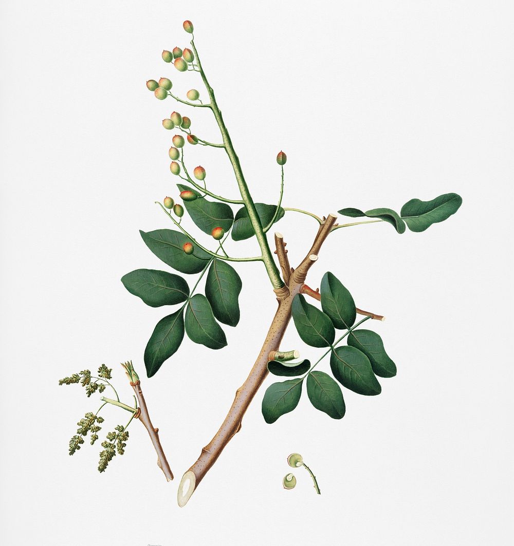 Pistachio (Pistacia vera) from Pomona Italiana (1817 - 1839) by Giorgio Gallesio (1772-1839). Original from New York public…