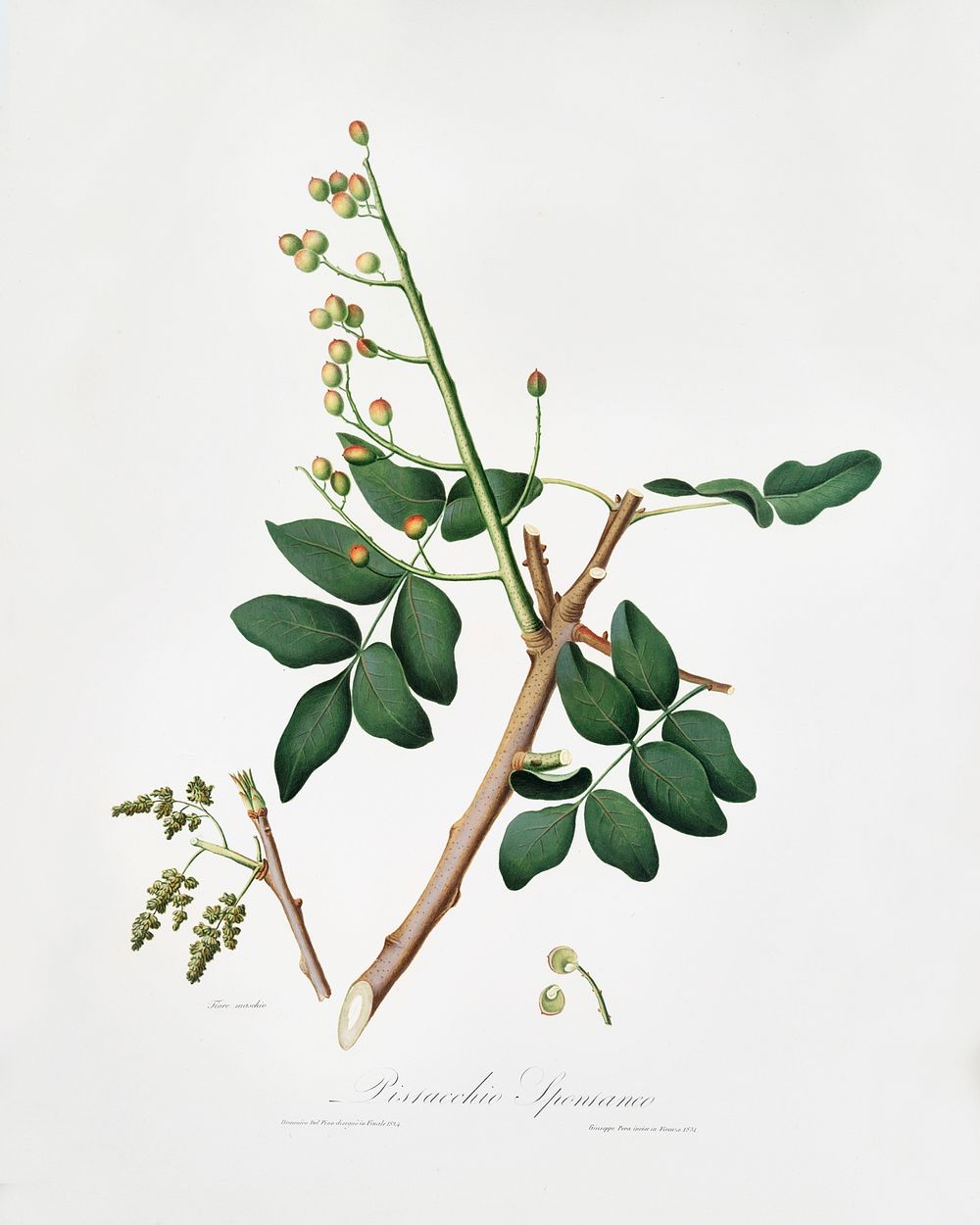 Pistachio (Pistacia vera) from Pomona Italiana (1817 - 1839) by Giorgio Gallesio (1772-1839). Original from The New York…