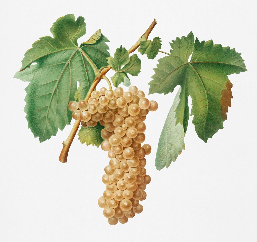 Trebbiano grapes (Vitis vinifera Trebulana Florentina) from Pomona Italiana (1817 - 1839) by Giorgio Gallesio (1772-1839).…