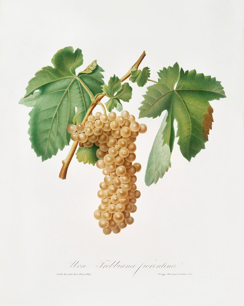Trebbiano grapes (Vitis vinifera Trebulana Florentina) from Pomona Italiana (1817 - 1839) by Giorgio Gallesio (1772-1839).…