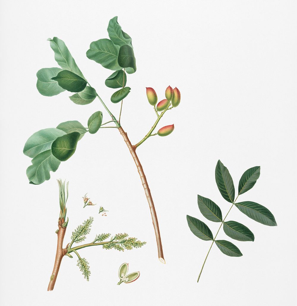 Pistachio (Pistacia vera) from Pomona Italiana (1817 - 1839) by Giorgio Gallesio (1772-1839). Original from New York public…