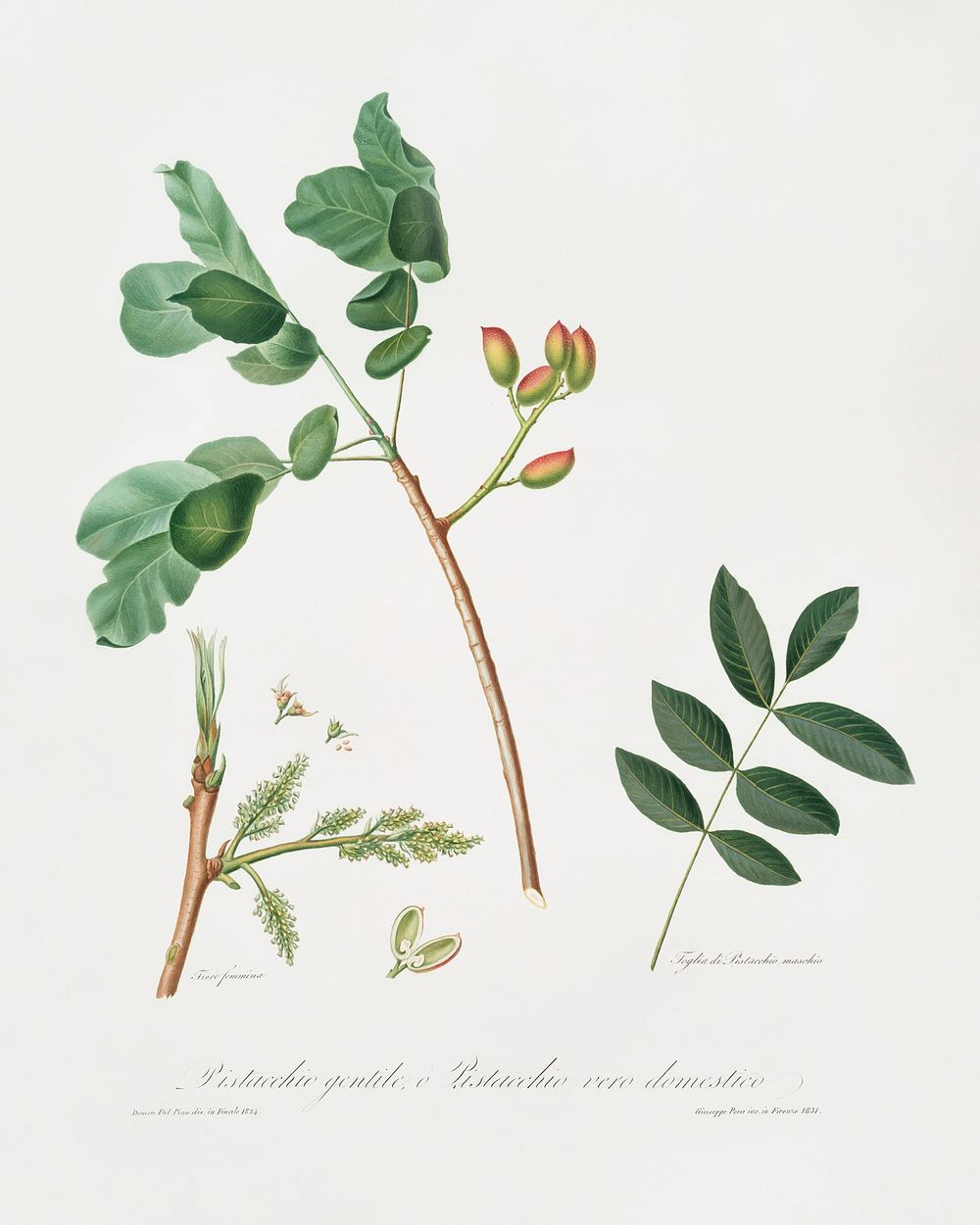 Pistachio (Pistacia vera) from Pomona Italiana (1817 - 1839) by Giorgio Gallesio (1772-1839). Original from The New York…