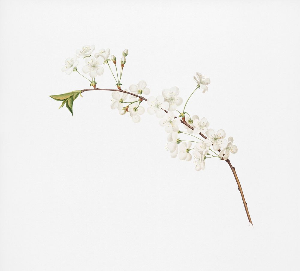 Amarena cherry flower (Prunus cerasus) from Pomona Italiana (1817 - 1839) by Giorgio Gallesio (1772-1839). Original from New…