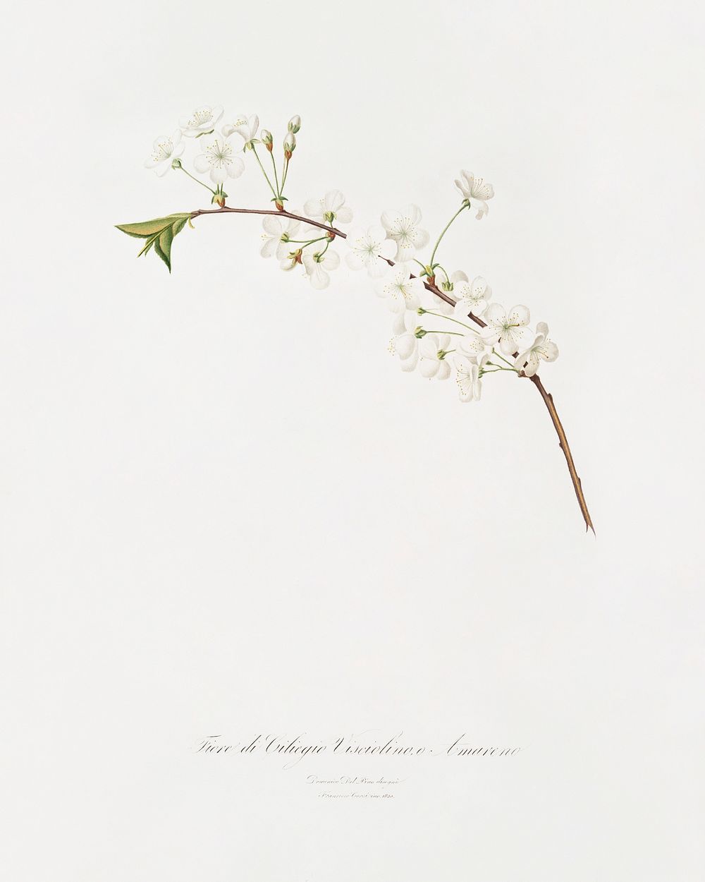 Amarena cherry flower (Prunus cerasus) from Pomona Italiana (1817 - 1839) by Giorgio Gallesio (1772-1839). Original from The…