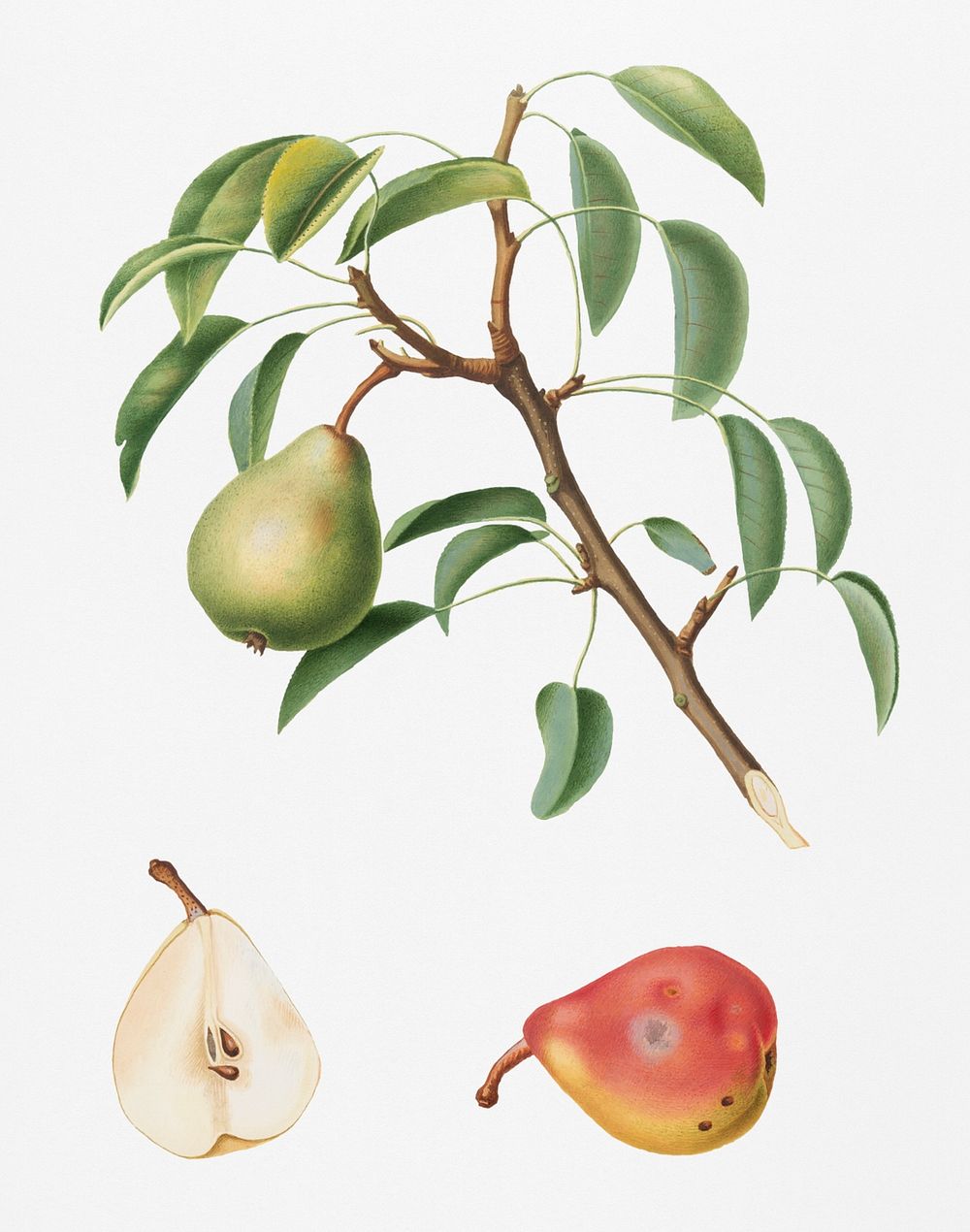 Pear (Pyrus veneta) from Pomona Italiana (1817 - 1839) by Giorgio Gallesio (1772-1839). Original from New York public…
