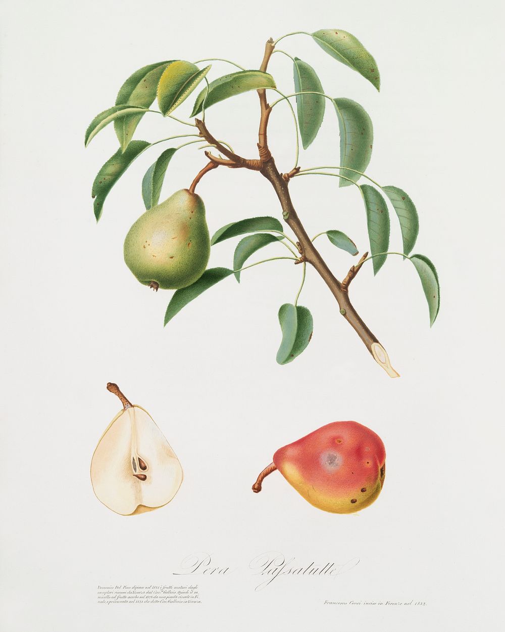 Pear (Pyrus veneta) from Pomona Italiana (1817 - 1839) by Giorgio Gallesio (1772-1839). Original from The New York Public…