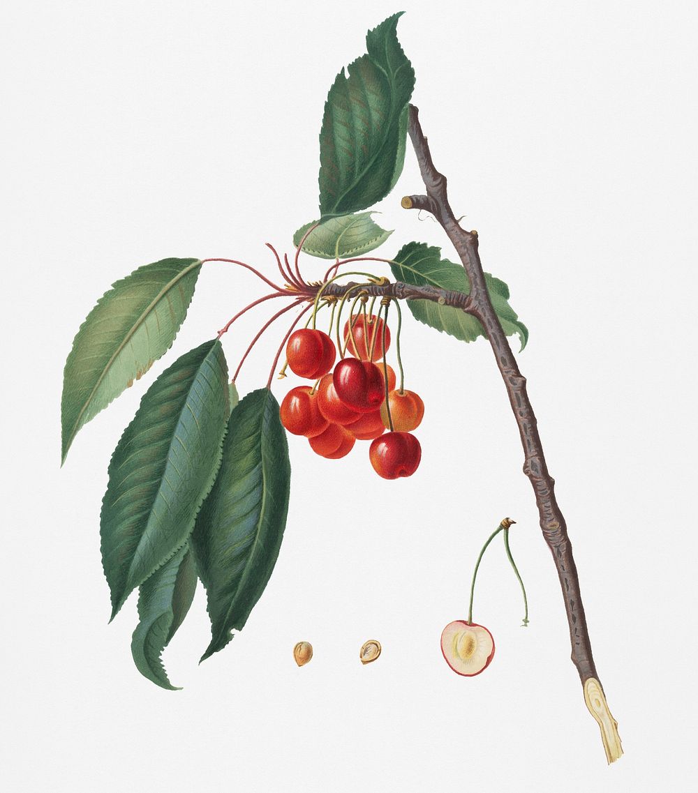 Cherry (Prunus avium) from Pomona Italiana (1817 - 1839) by Giorgio Gallesio (1772-1839). Original from New York public…