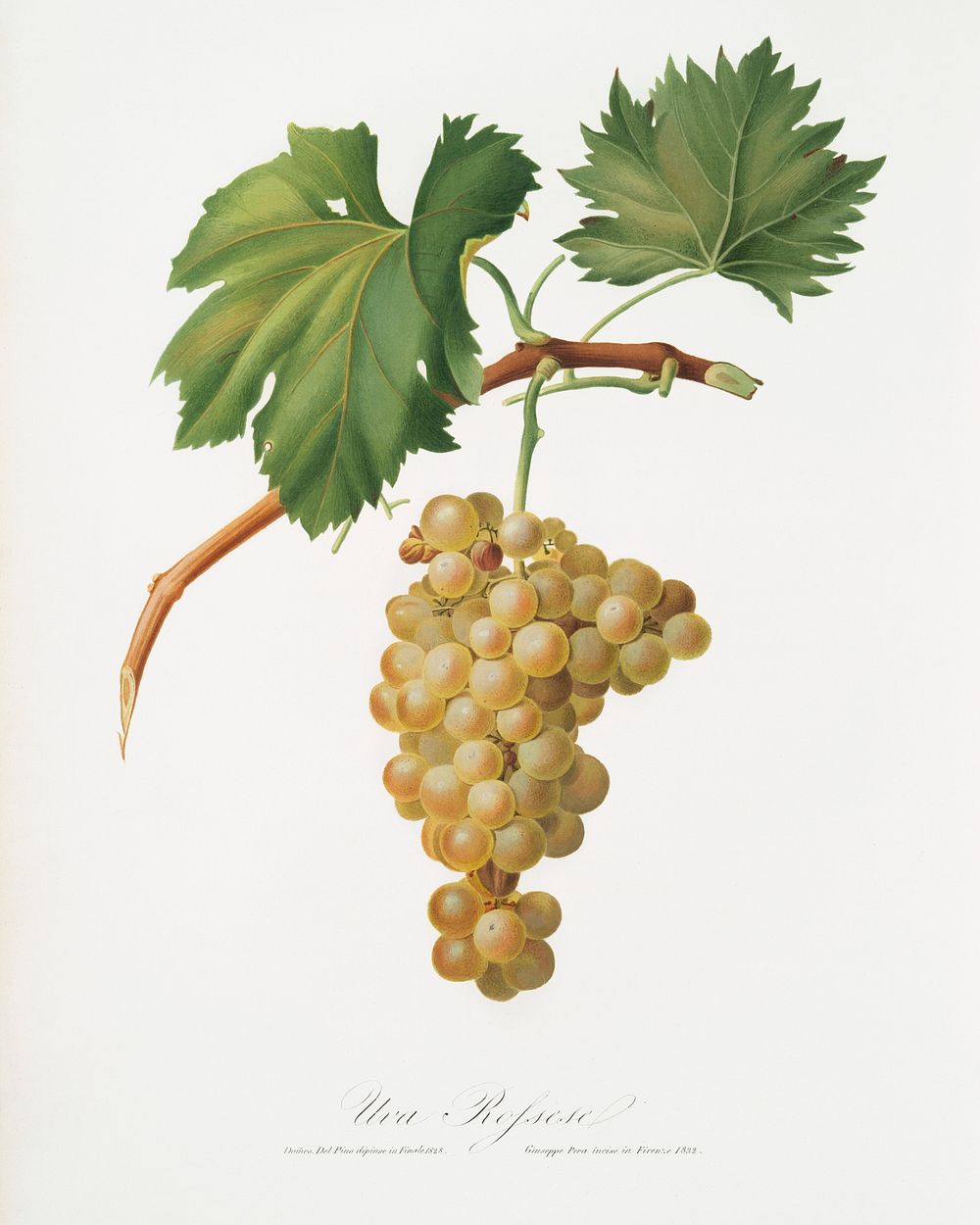 Grape vine (Vitis vinifera Niciensis) from Pomona Italiana (1817 - 1839) by Giorgio Gallesio (1772-1839). Original from The…