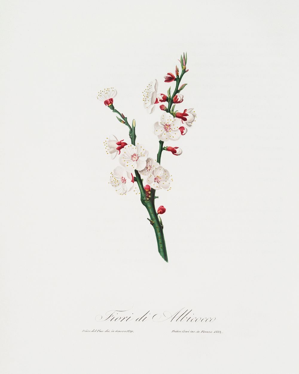Apricot flower (Prunus armeniaca) from Pomona Italiana (1817 - 1839) by Giorgio Gallesio (1772-1839). Original from The New…