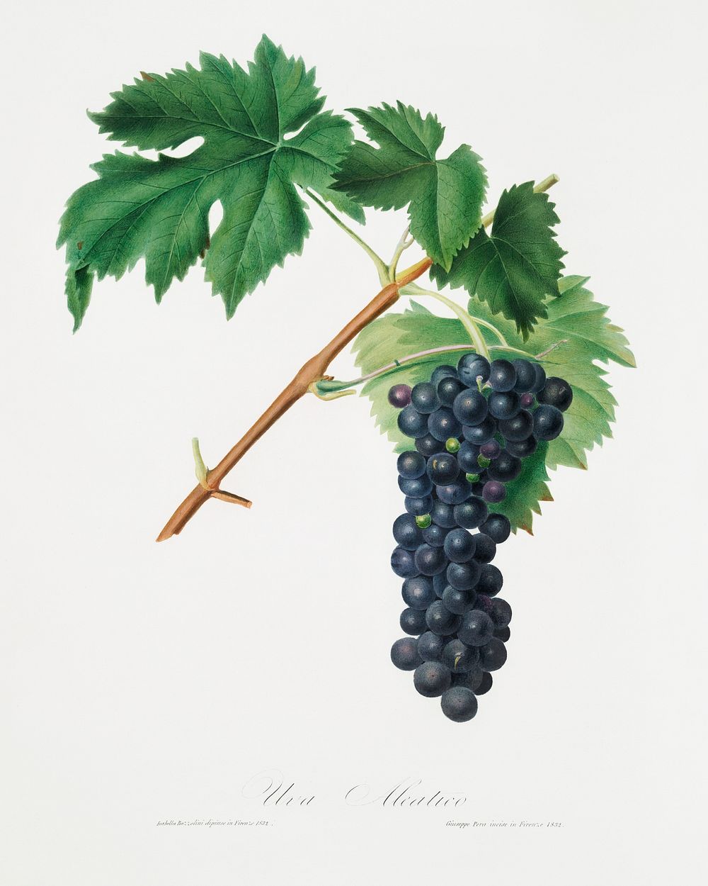 Black Aleatico grape (Vitis vinifera) from Pomona Italiana (1817 - 1839) by Giorgio Gallesio (1772-1839). Original from The…