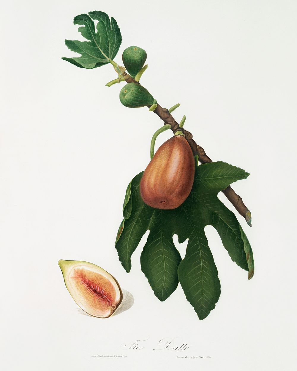 Fig (Ficus carica sativa) from Pomona Italiana (1817 - 1839) by Giorgio Gallesio (1772-1839). Original from The New York…