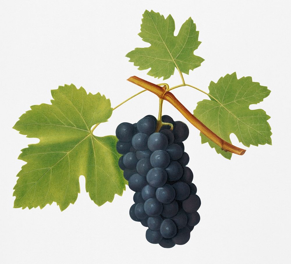 Vintage Illustration of San Colombano grapes.