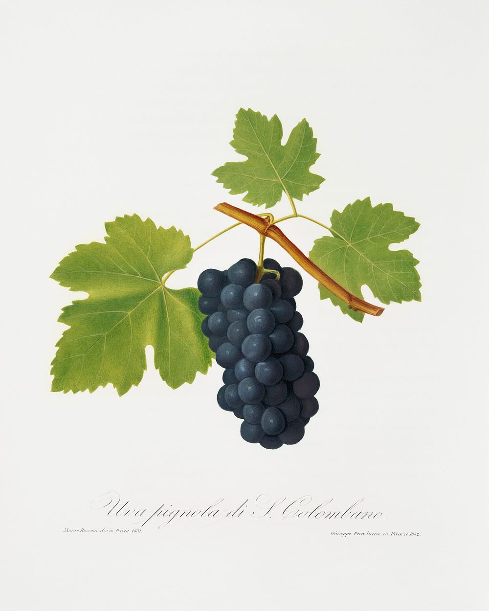 San Colombano grapes (Vitis vinifera Sancti Colombani) from Pomona Italiana (1817 - 1839) by Giorgio Gallesio (1772-1839).…