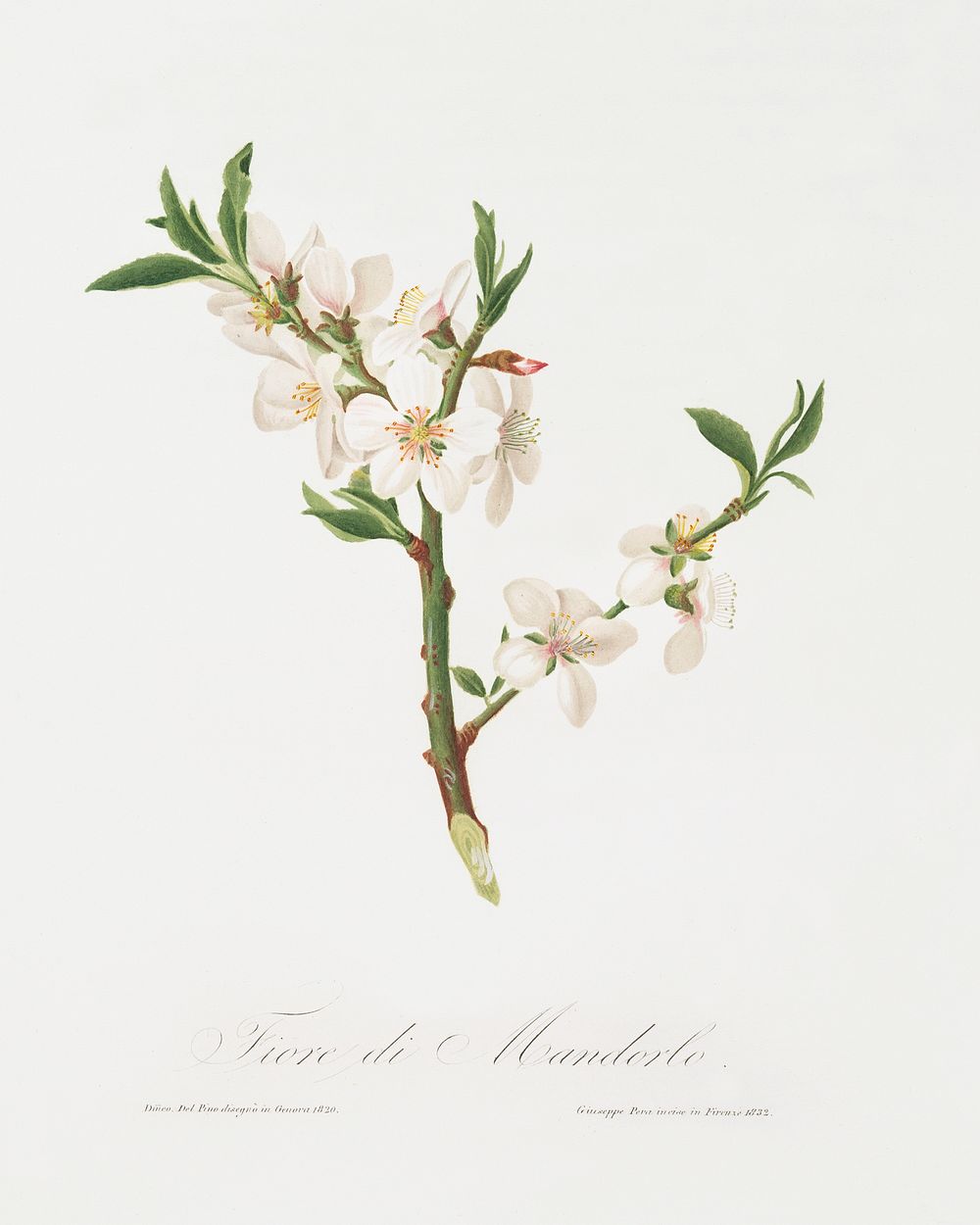 Almond tree flower (Prunus dulcis) from Pomona Italiana (1817 - 1839) by Giorgio Gallesio (1772-1839). Original from The New…