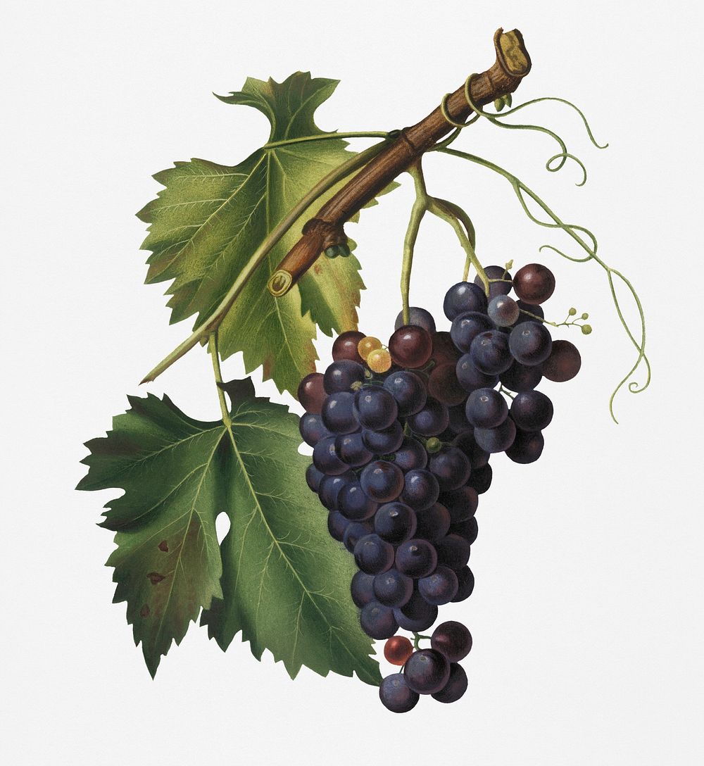 Vintage Illustration of Black grape.