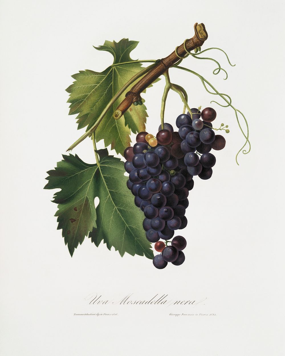 Black grape (Vitis vinifera) from Pomona Italiana (1817 - 1839) by Giorgio Gallesio (1772-1839). Original from The New York…
