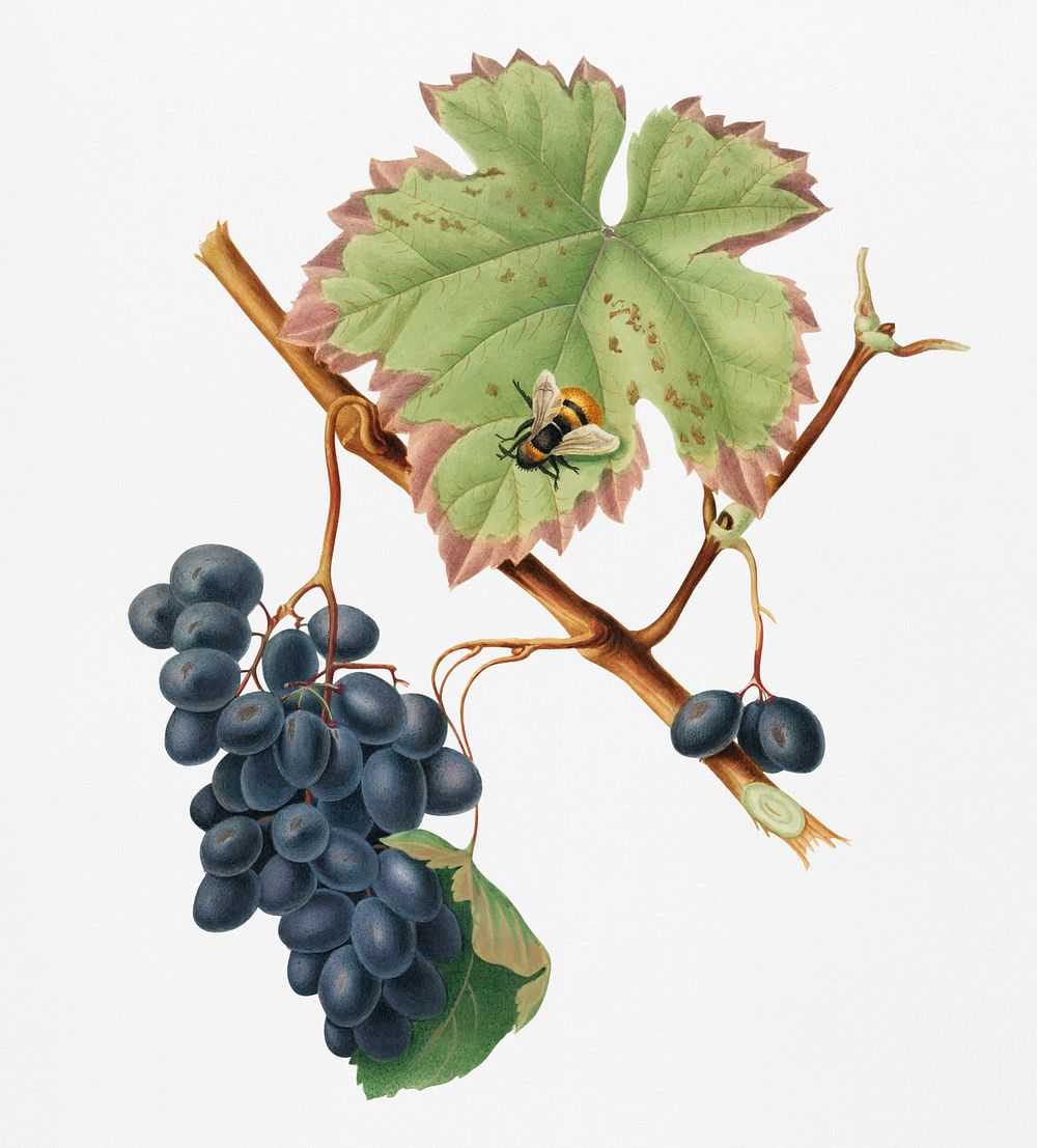 Vintage Illustration of Barbera grape.