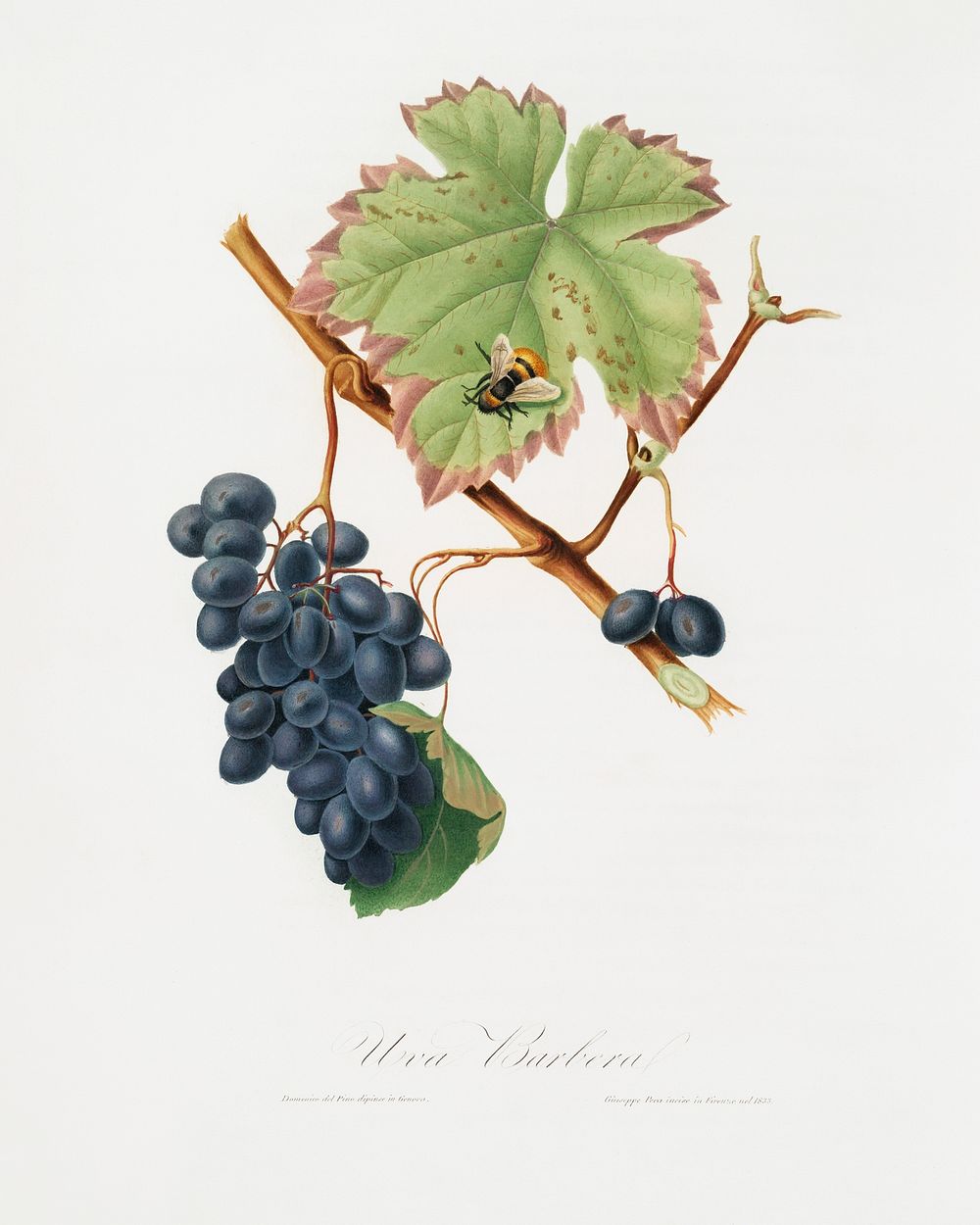 Barbera grape (Vitis vinifera) from Pomona Italiana (1817 - 1839) by Giorgio Gallesio (1772-1839). Original from The New…