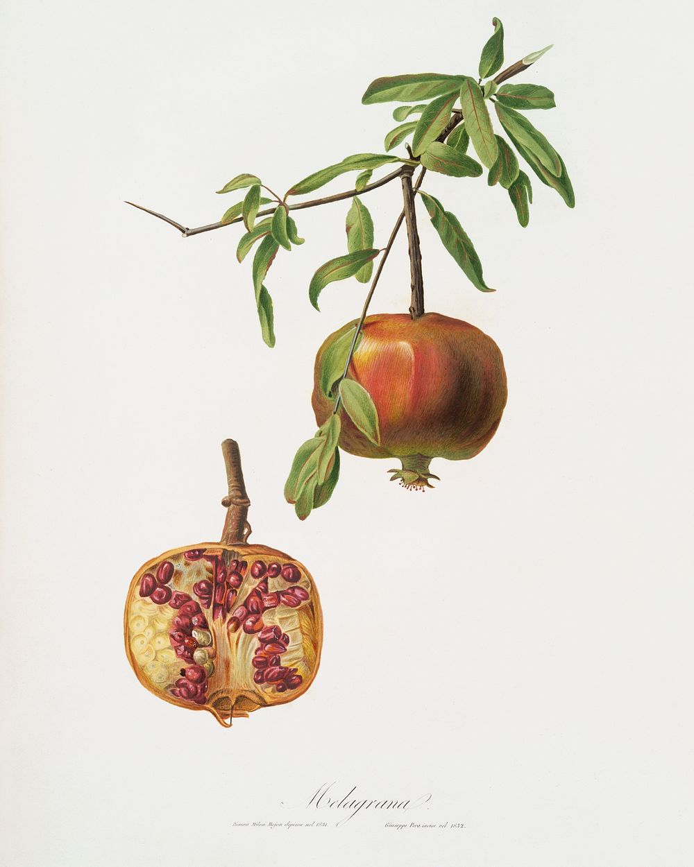 Pomegranate (Punica granatum) from Pomona Italiana (1817 - 1839) by Giorgio Gallesio (1772-1839). Original from The New York…