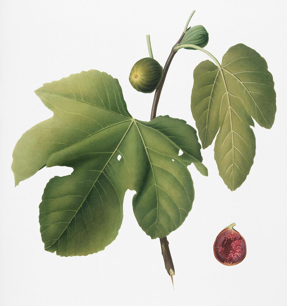 Vintage Illustration of Briansole figs.