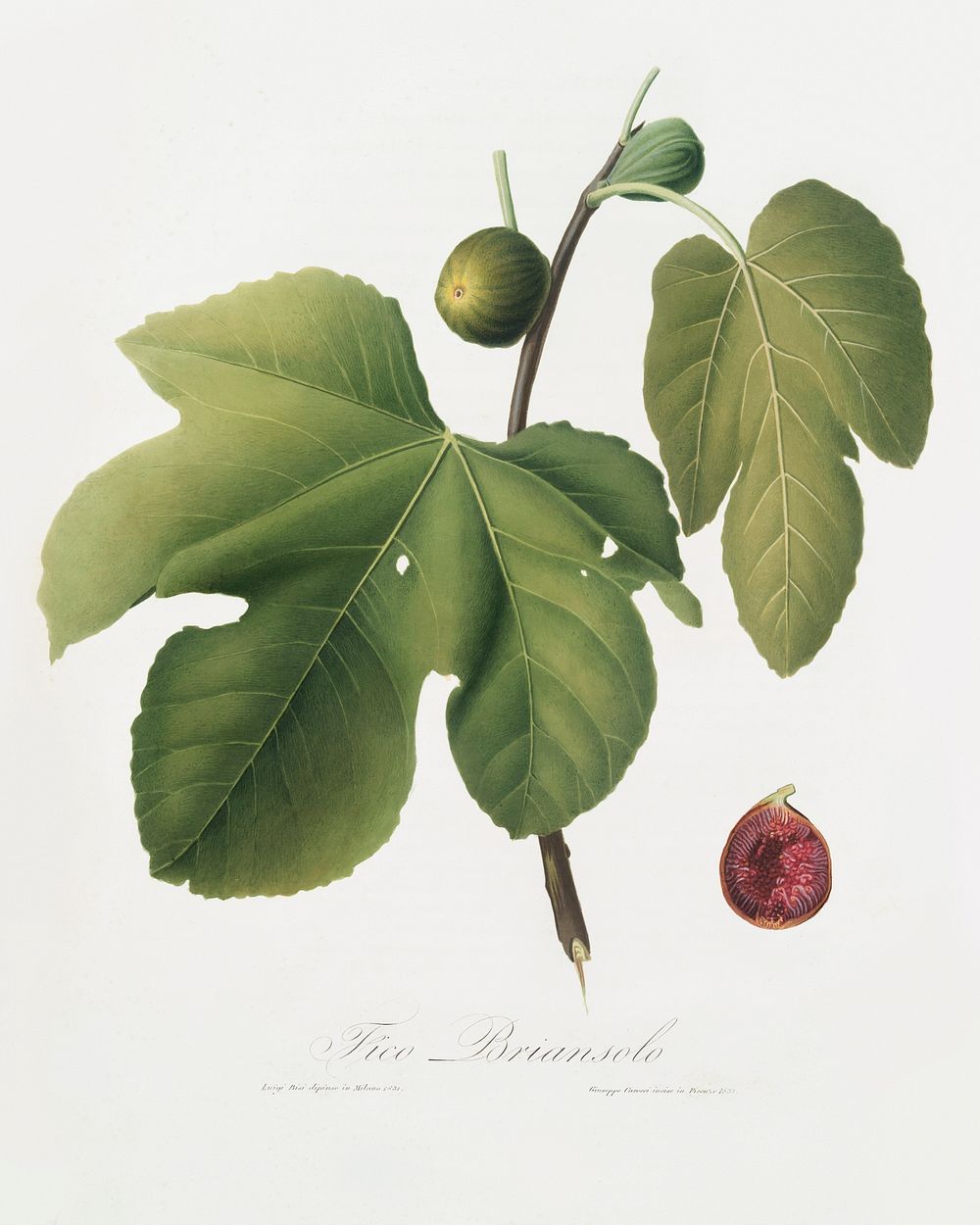 Briansole figs (Ficus carica sativa) from Pomona Italiana (1817 - 1839) by Giorgio Gallesio (1772-1839). Original from The…