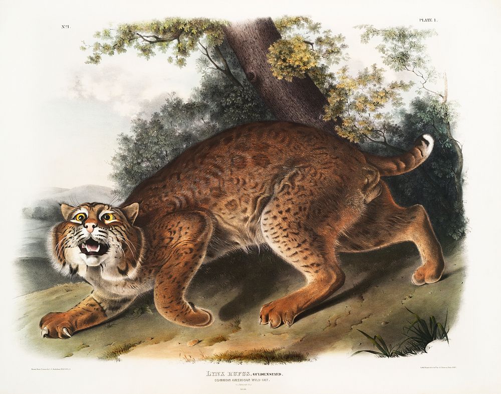 American wild cat (Lynx rufus) from the viviparous quadrupeds of North America (1845) illustrated by John Woodhouse Audubon…