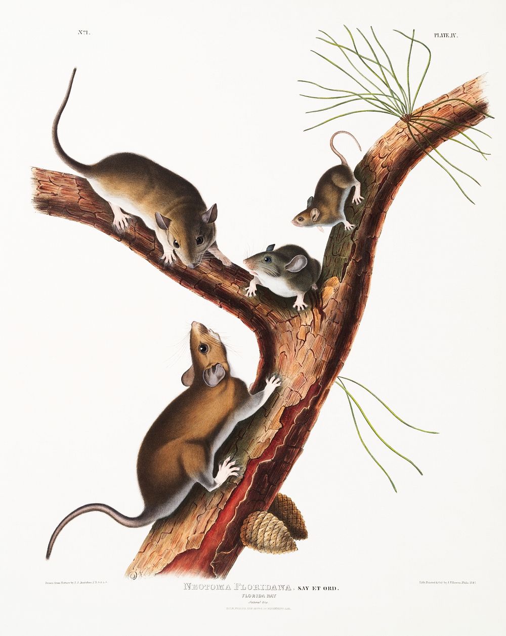 Florida Rat (Neotoma Floridana) from the viviparous quadrupeds of North America (1845) illustrated by John Woodhouse Audubon…