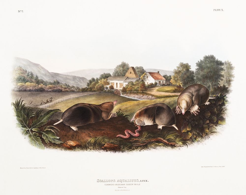 American Shrew Mole (Scallops aquaticus) from the viviparous quadrupeds of North America (1845) illustrated by John…