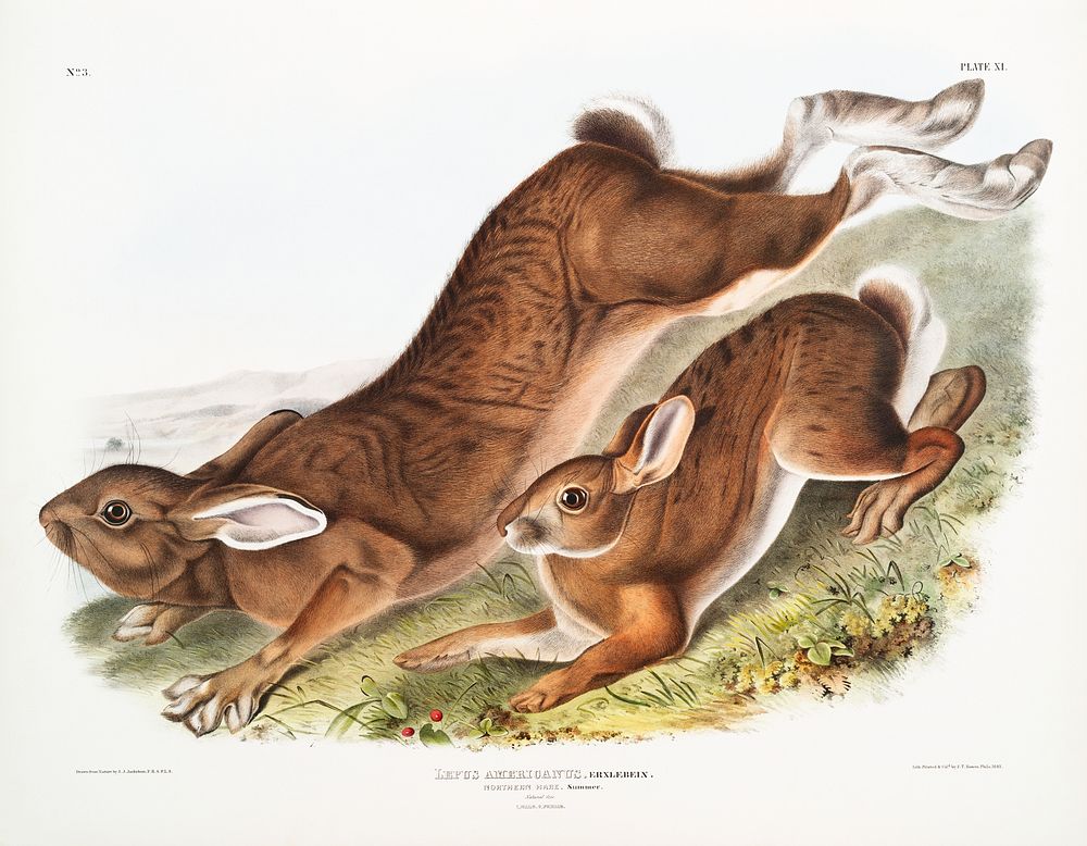 Northern Hare (Lepus Americanus) from the viviparous quadrupeds of North America (1845) illustrated by John Woodhouse…