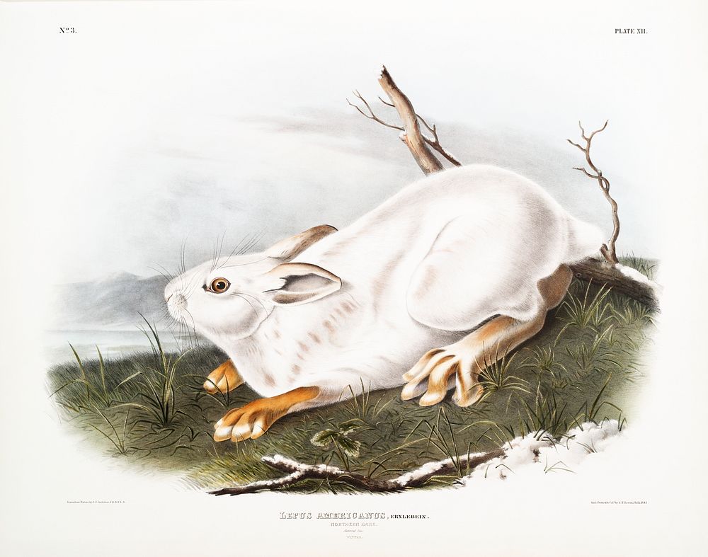 Northern Hare in winter (Lepus Americanus) from the viviparous quadrupeds of North America (1845) illustrated by John…