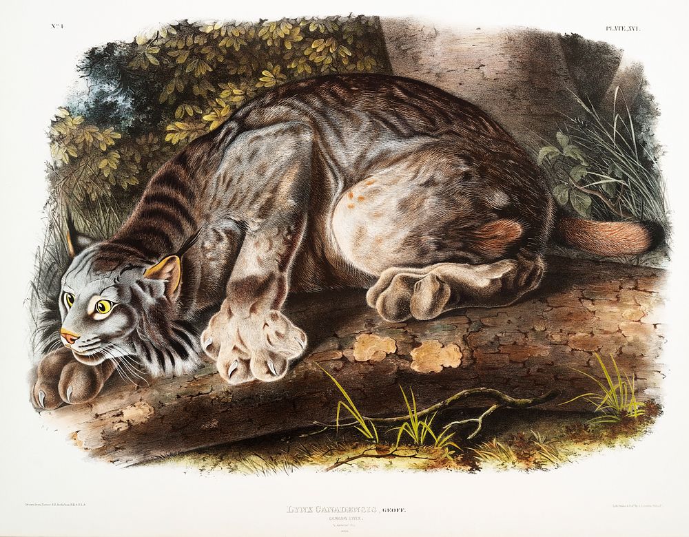 Canada Lynx (Lynx Canadensis) from the viviparous quadrupeds of North America (1845) illustrated by John Woodhouse Audubon…