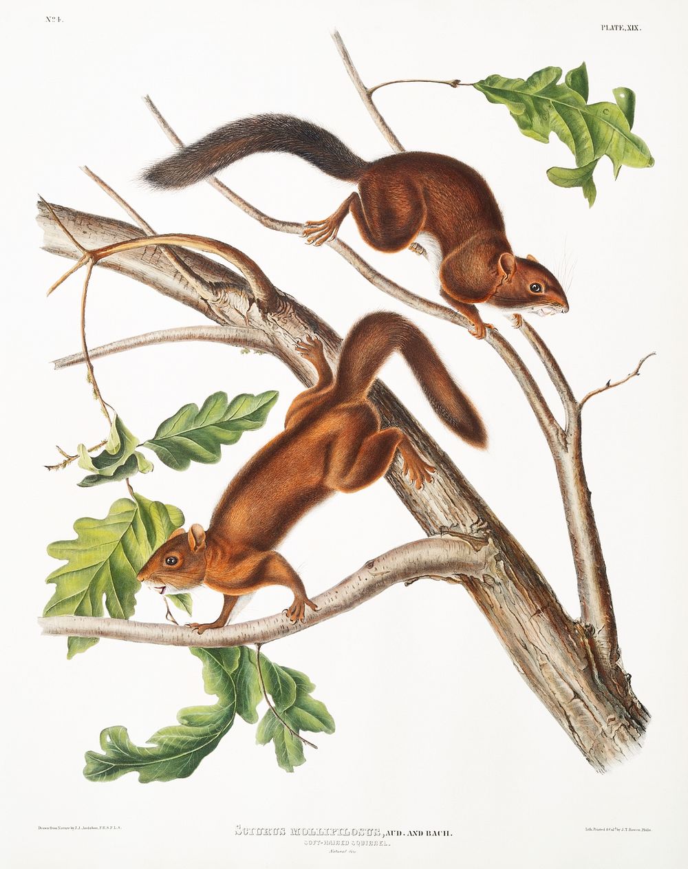 Soft-haired Squirrel (Sciurus mollipilosus) from the viviparous quadrupeds of North America (1845) illustrated by John…