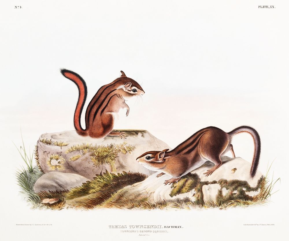 Townsend's Ground Squirrel (Tamias Townsendii) from the viviparous quadrupeds of North America (1845) illustrated by John…