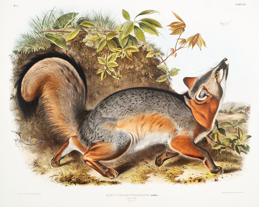 Grey Fox (Canis Virginianus) from the viviparous quadrupeds of North America (1845) illustrated by John Woodhouse Audubon…