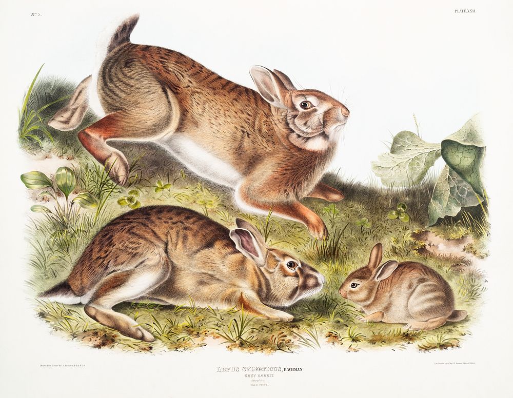 Grey Rabbit (Lepus Sylvaticus) from the viviparous quadrupeds of North America (1845) illustrated by John Woodhouse Audubon…