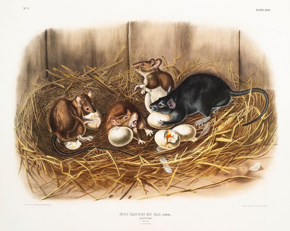 Black Rat (Mus Rattus et var) from the viviparous quadrupeds of North America (1845) illustrated by John Woodhouse Audubon…
